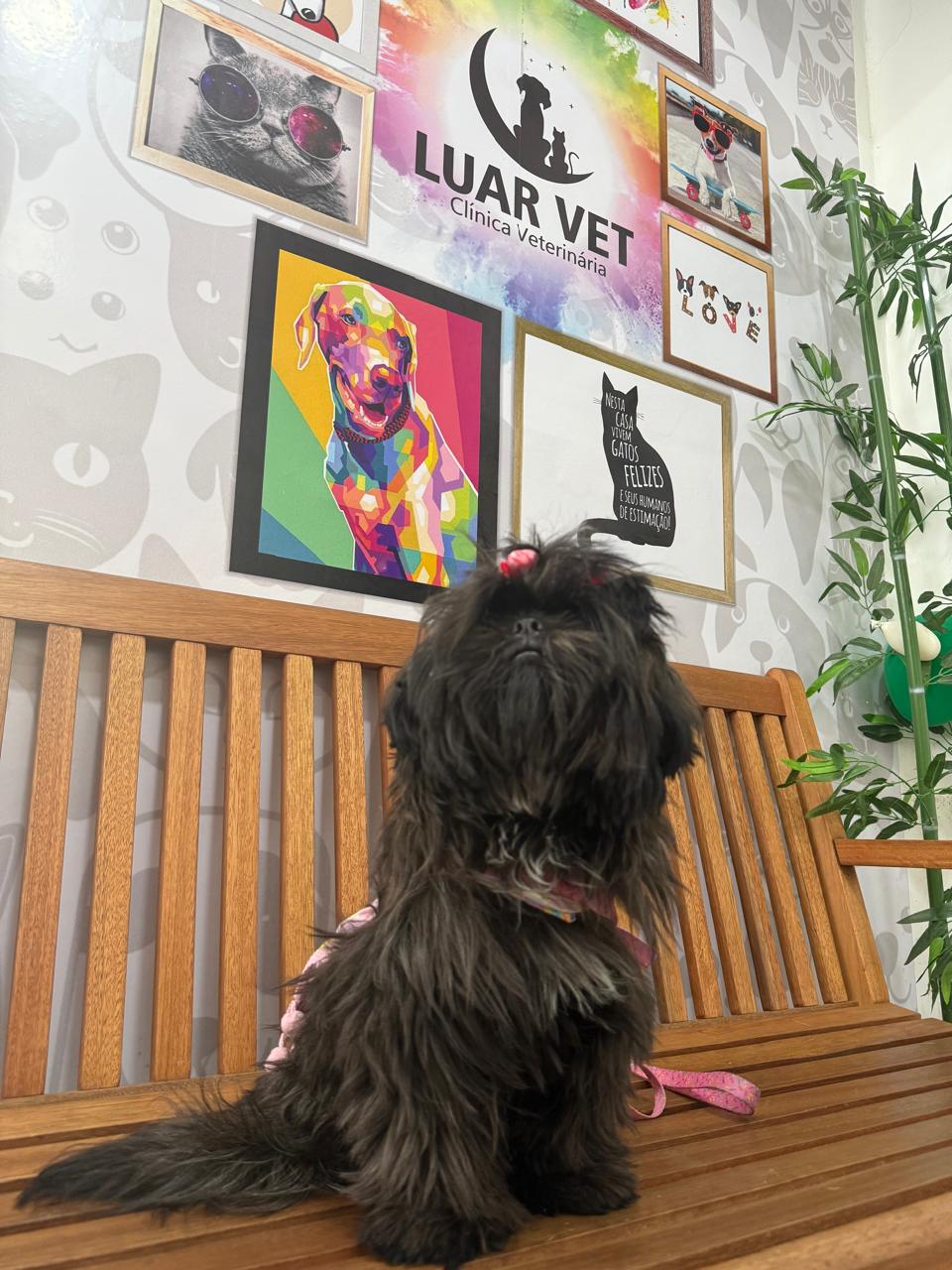 Ambiente de recepção da Luar Vet com cão no banco