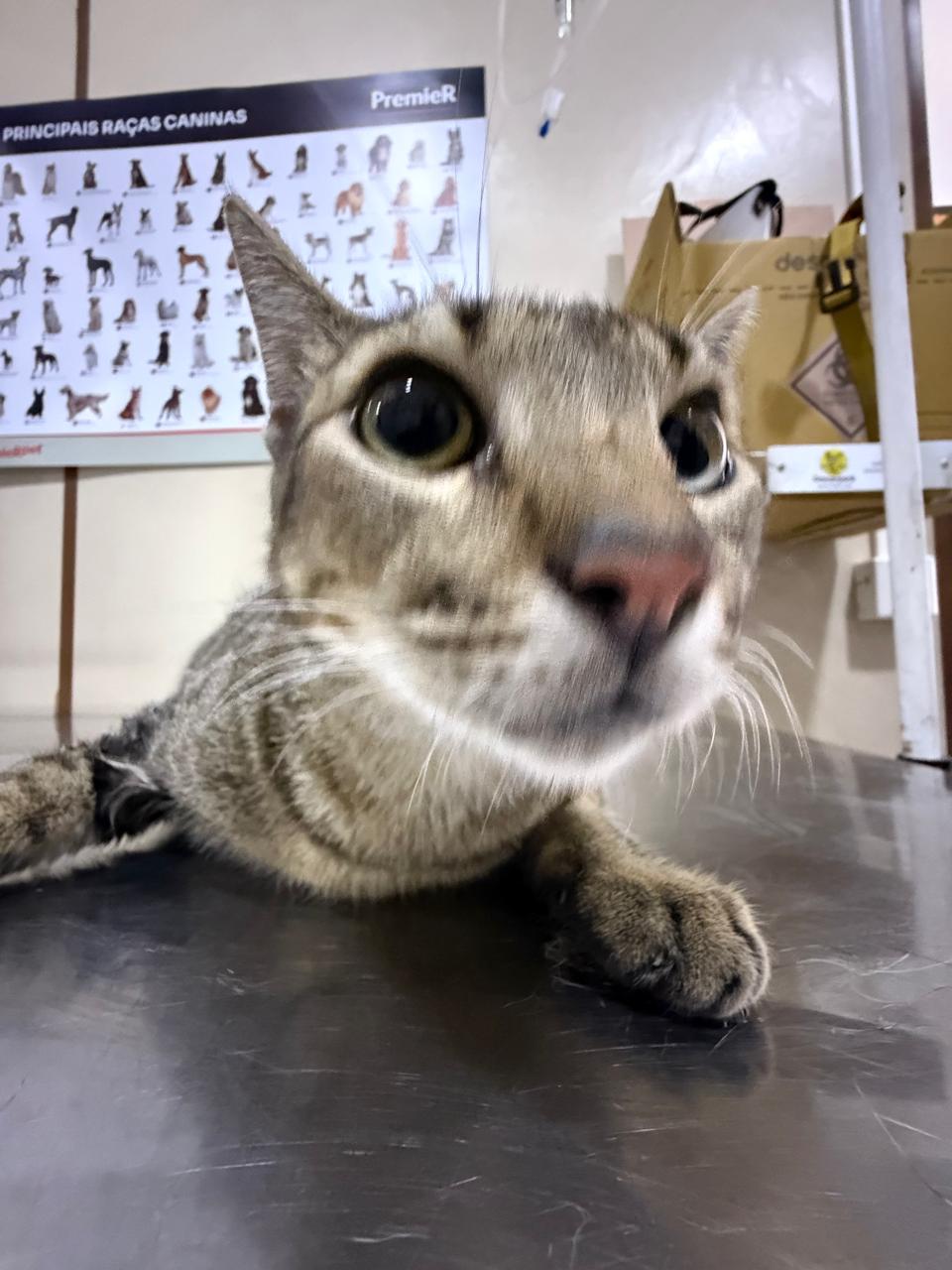 Gato em mesa de atendimento veterinário