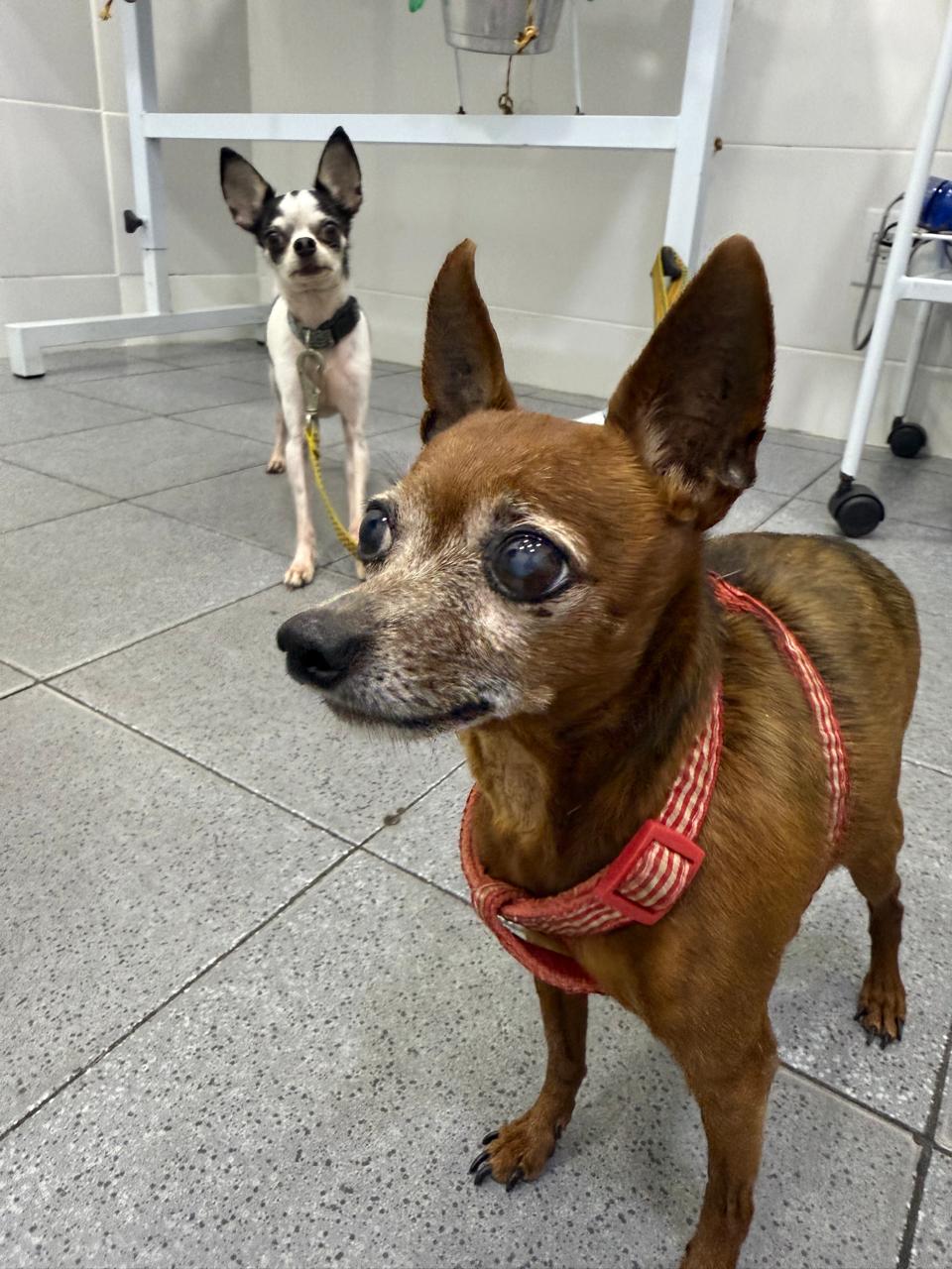 Cães aguardando atendimento veterinário na Luar Vet