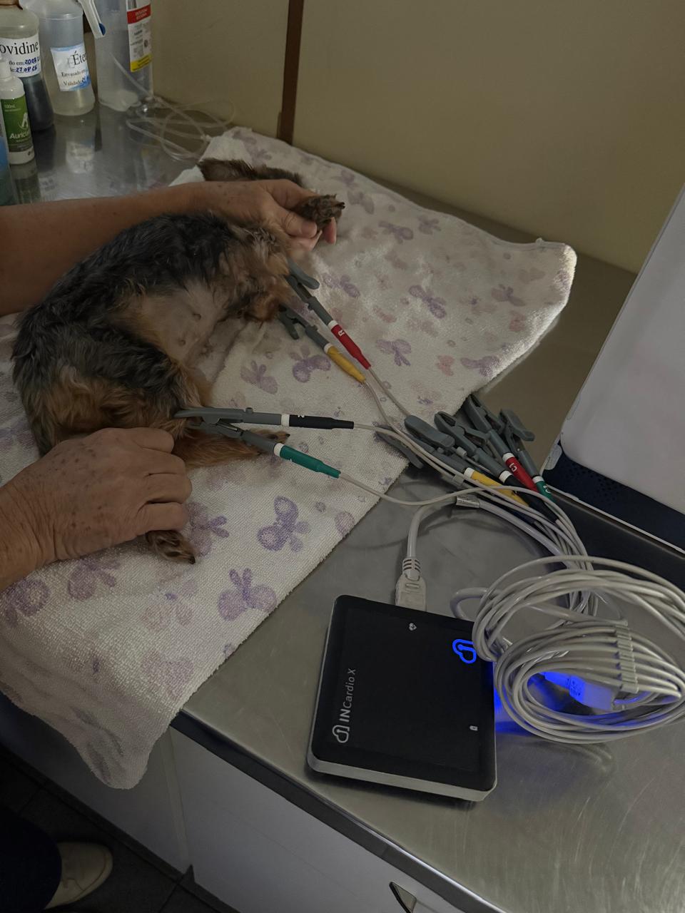 Monitoramento veterinário com equipamento de eletrocardiograma